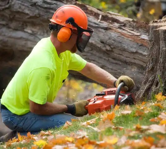 tree services Montour Falls